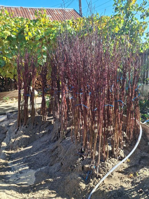 Pomi fructiferi altoiti