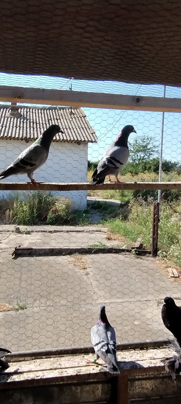 Vind porumbei voiajori