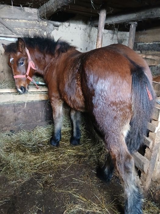 Schimb cu vaca cu vitel