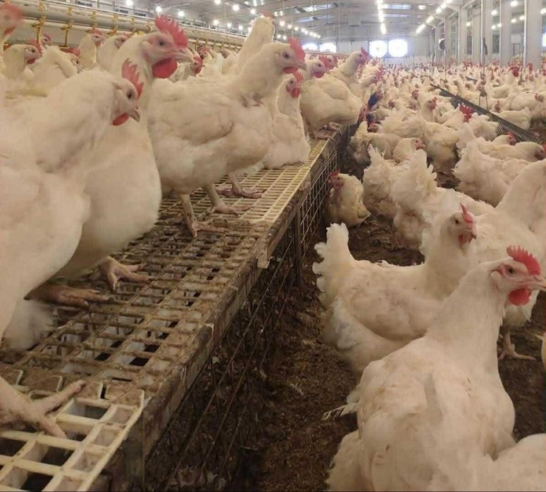 Продавам бройлери за клане от 4 до 4 кг и половина