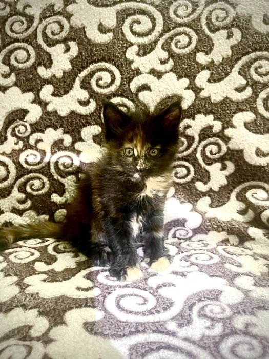 Котята породы Мейн-Кун