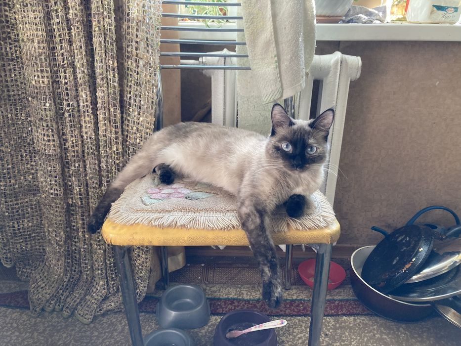 Отдадим кошку в хорошие руки