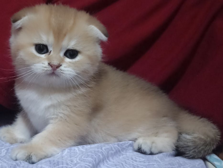 Британский золотая шиншилла