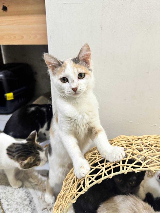 Котенок девочка бесплатно
