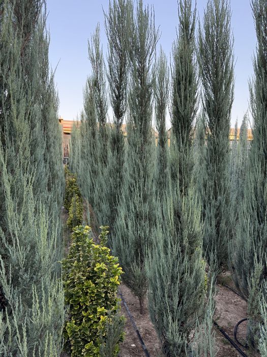 Skayroket majevelnik