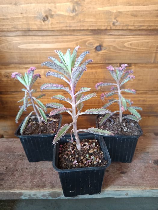 Suculente pentru Nela