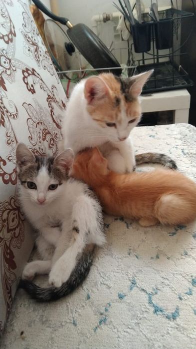 Отдам котят в добрые руки