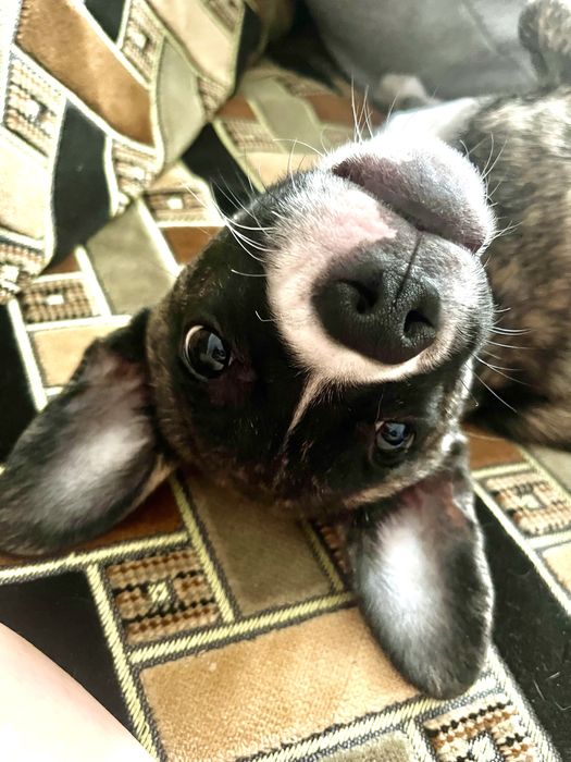 Отдам собачку, девочка, 5 месяцев