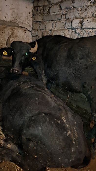 Vând două juninci de bivol gestante