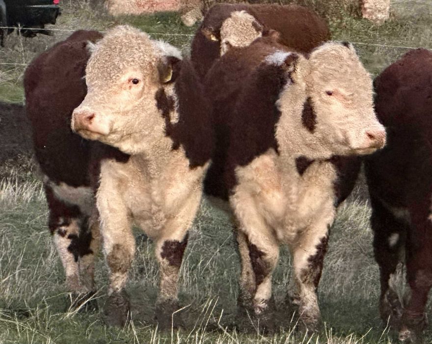 Елитни бикове Херефорд