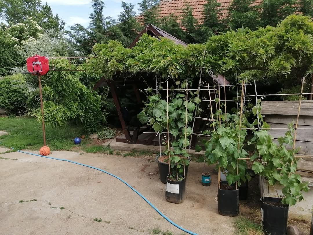 Vita de vie Podarok Nesvetaia