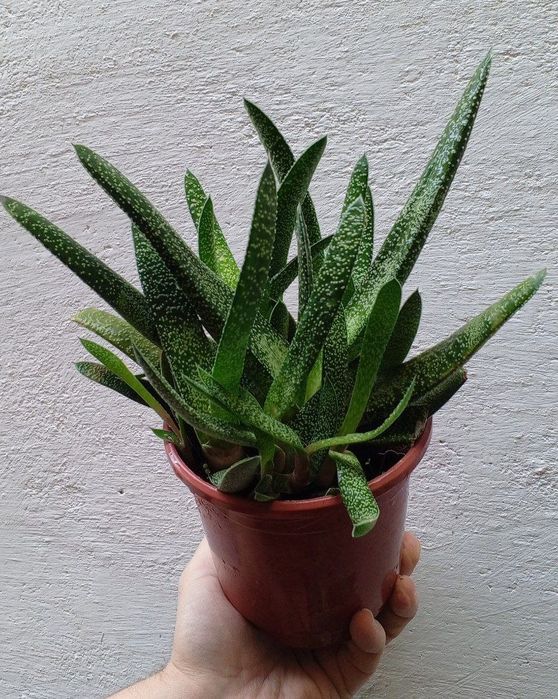 Гастерия (Gasteria). Экзотический суккулент. Цветы для дома