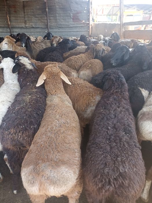 Кой токты бараны