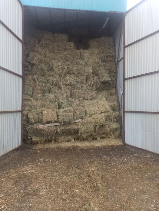 Сено  люцерна в тюках весом по 25 кг