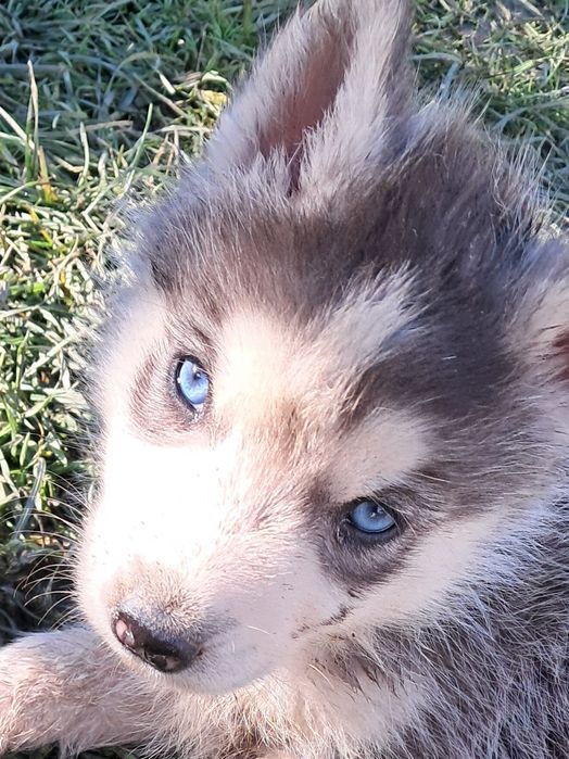 Vând  pui  Husky