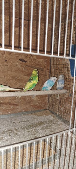 Perusii pui si maturi