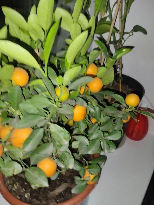 Комнатные растения