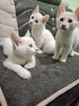 Bepul yoqimtoy mushukchalar saxiy qo'llar uchun!