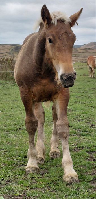 Manz ciocolatiu greu