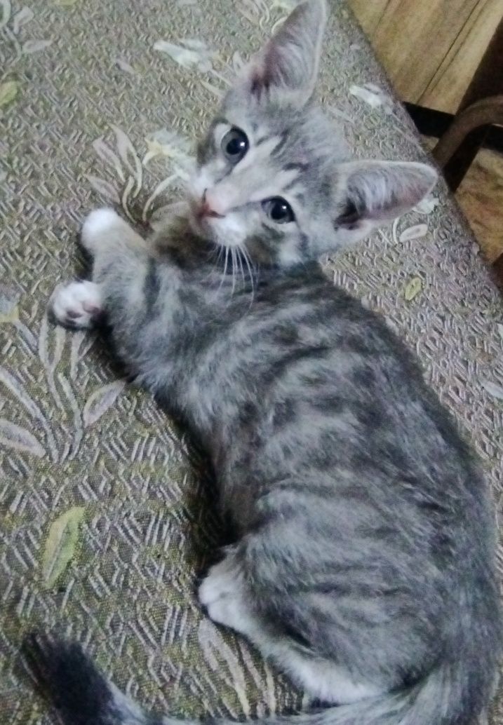 Котята два месяца