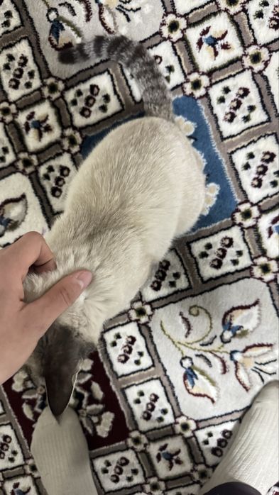 Scotish fold short hair pruvaznoy onasi fold otasi straight