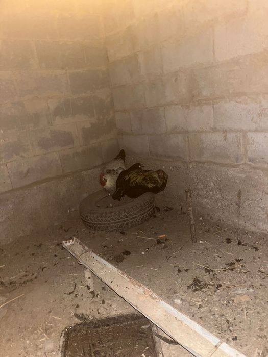 Петух , домашний