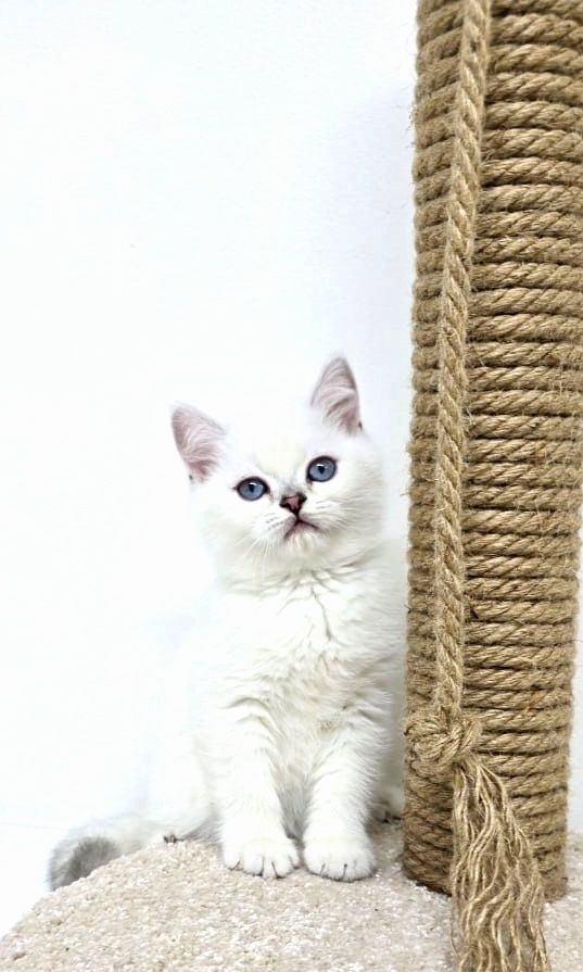 Котики и кошечки британские