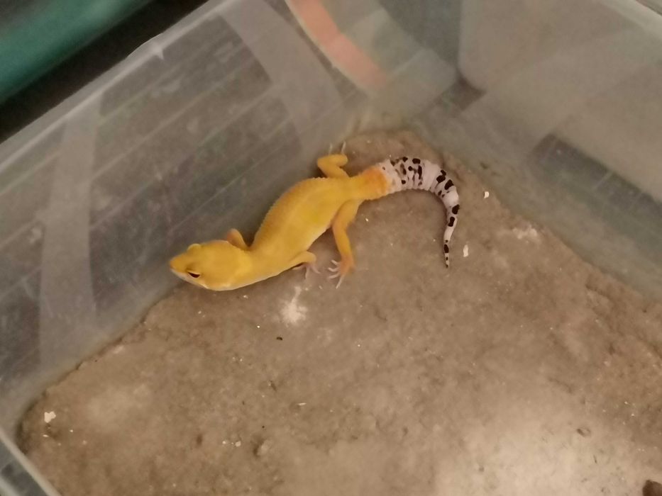 Продавам Леопардов Гекон