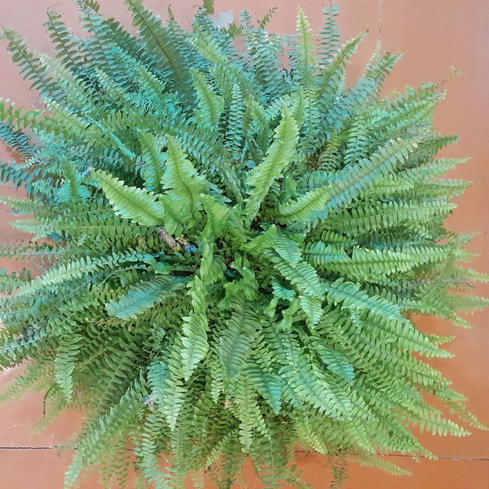 Папоротник крупный