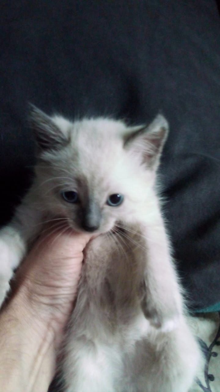 Котёнок ищет дом