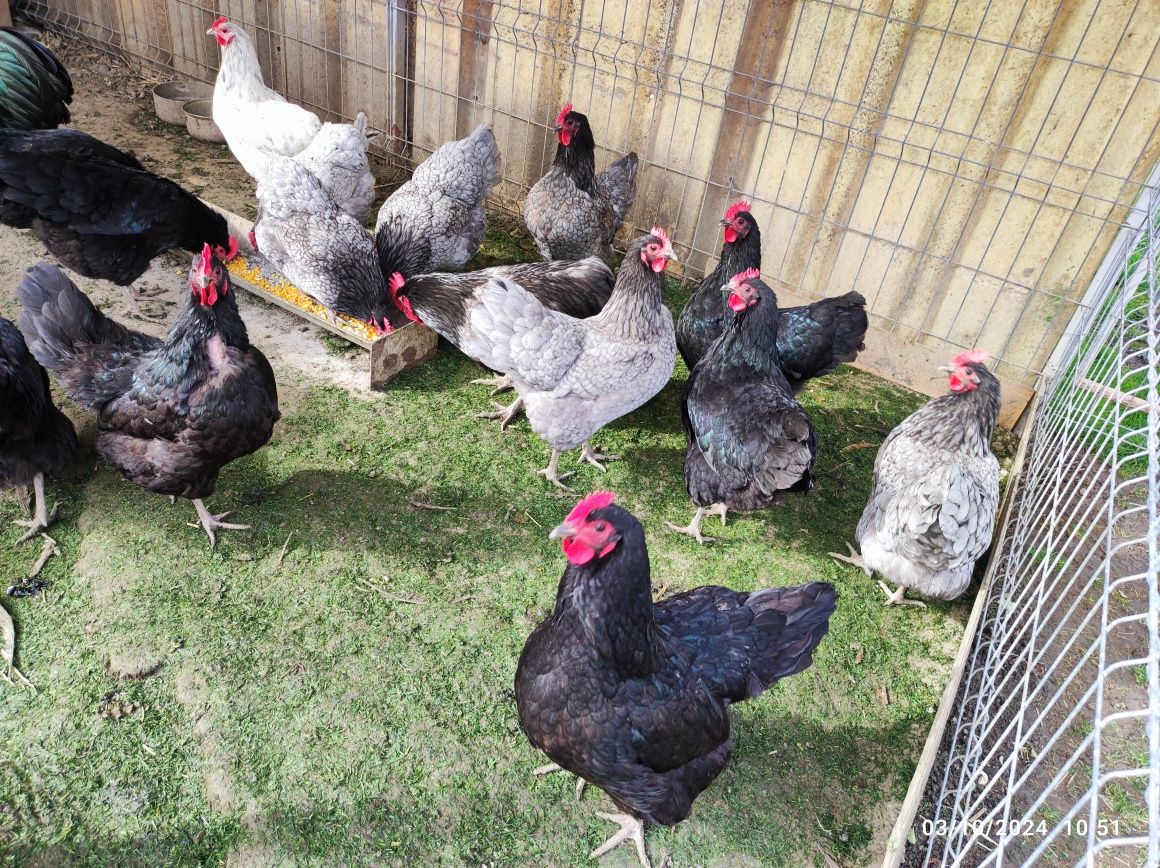 Oua Australorp pentru incubat