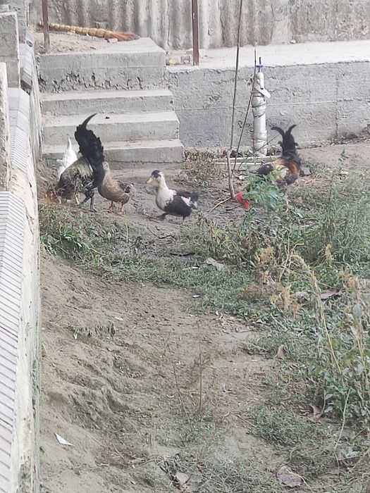 Tovuqlar oʻrdaglar sotiladi juda arzon