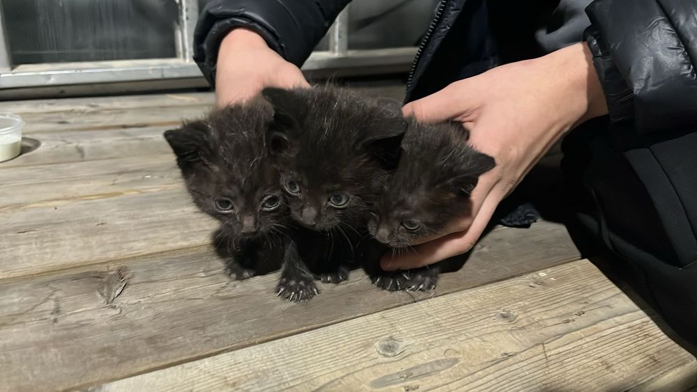 Отдам Котят в добрые руки!