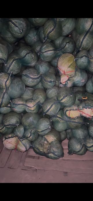 Продам капусту белокочанную оптом