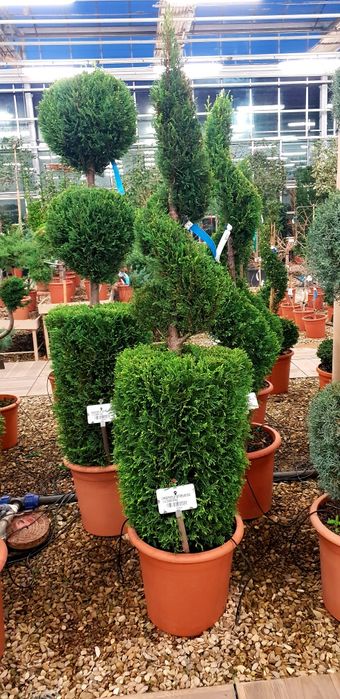 Vindem diferite specii de plante pon pon spirală