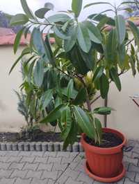 Vând ficus robust