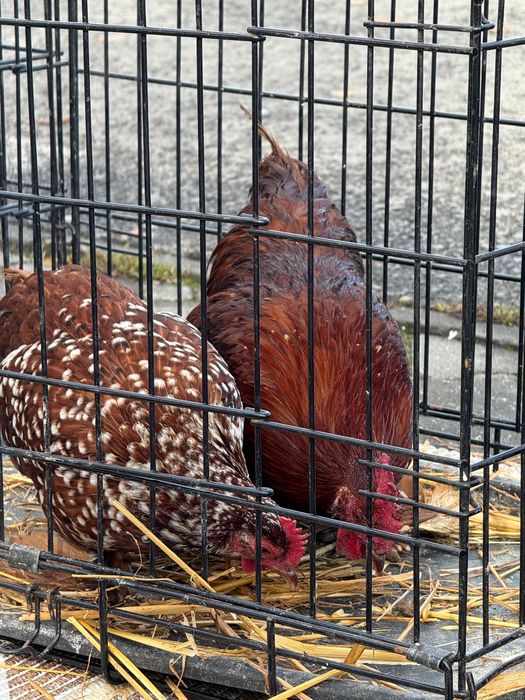 Pereche de gaini mii de florii rosu bobat alb