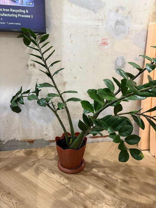 Долларовый напольный цветок, замиокулькас стволы более 1 м