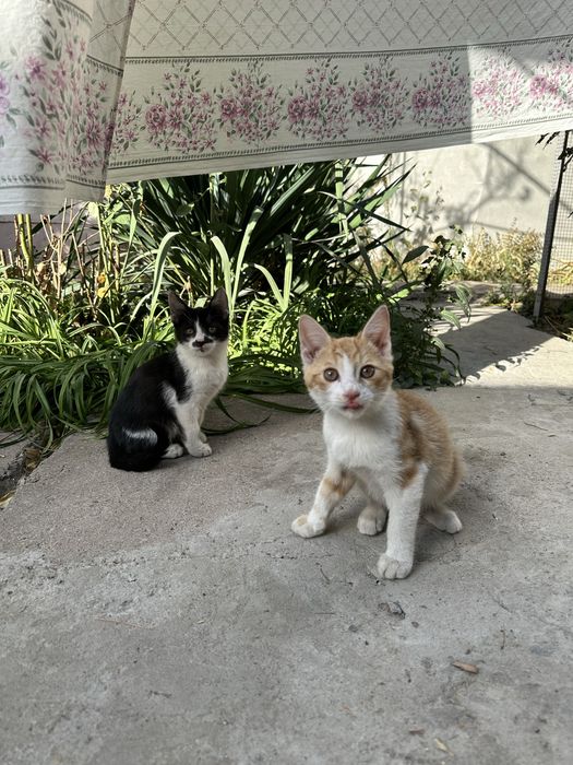 Котята рыжий и черно белый