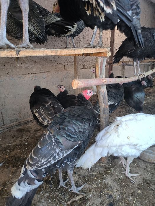 Куркалал сотилади соглом