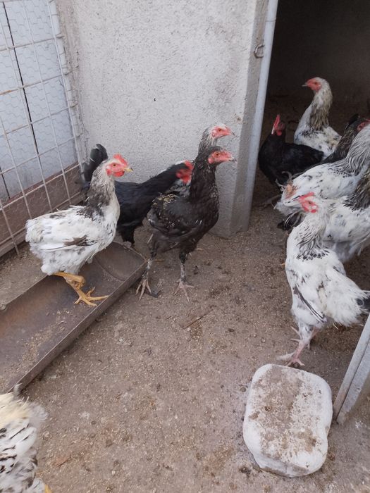 Cocoși tineri de vanzare, sunt tineri și sănătoși