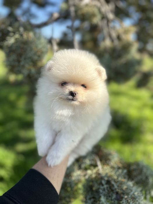 Мини Померан.