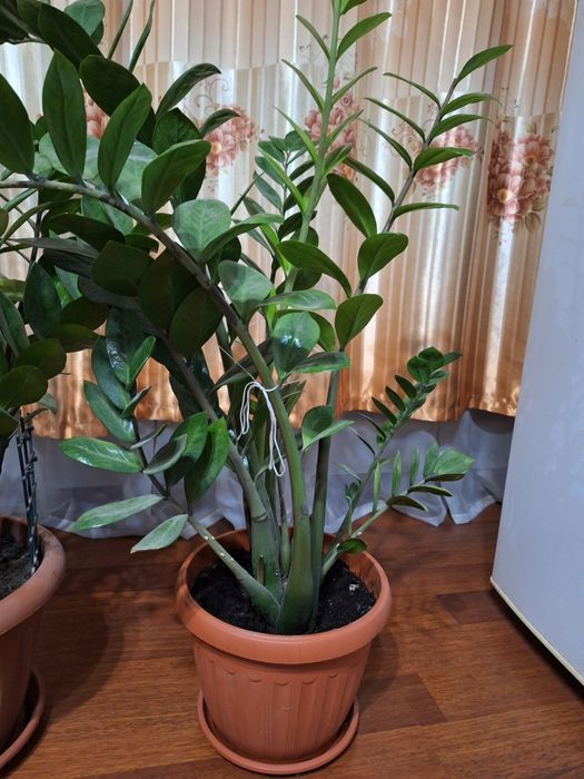 Цветы домашние красивые