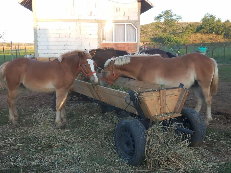 VAND 3 manji de un an și 3luni