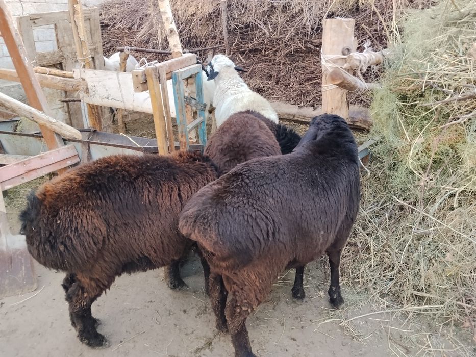 Yaxshi  suyagi butun  gavdasi yirik qochqorlar