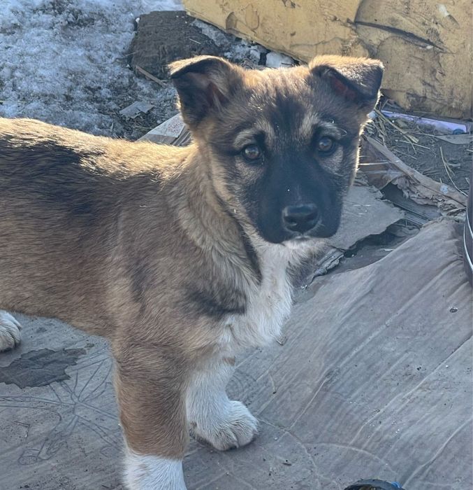 Отдам щенка в добрые руки