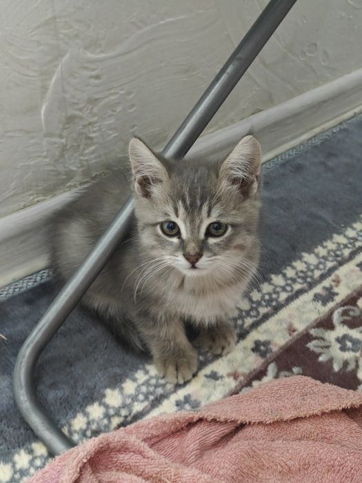 Котята отдам даром