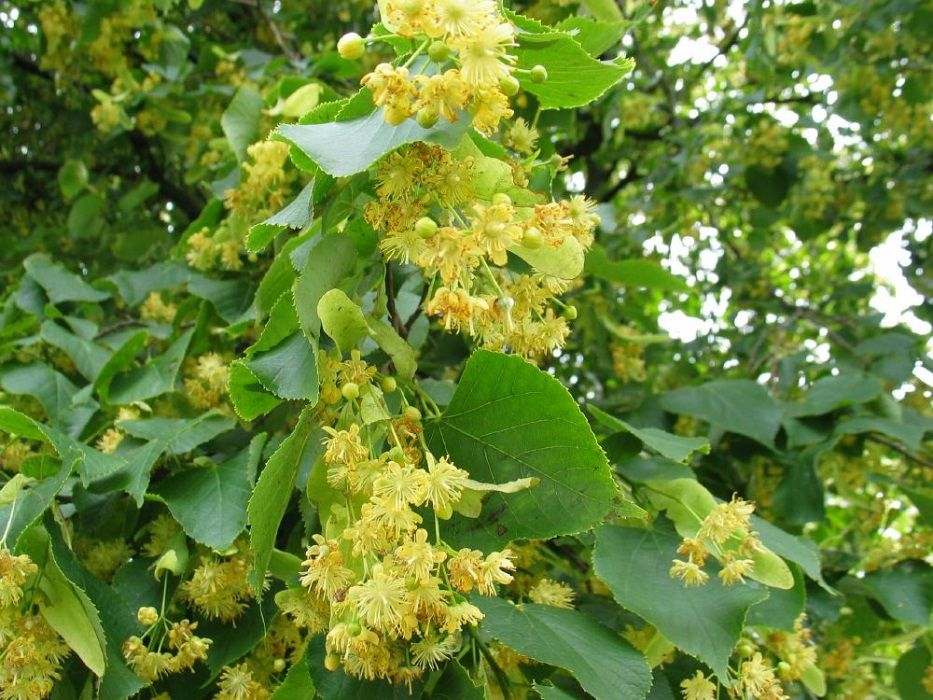 Tei argintiu sau cu frunza mare