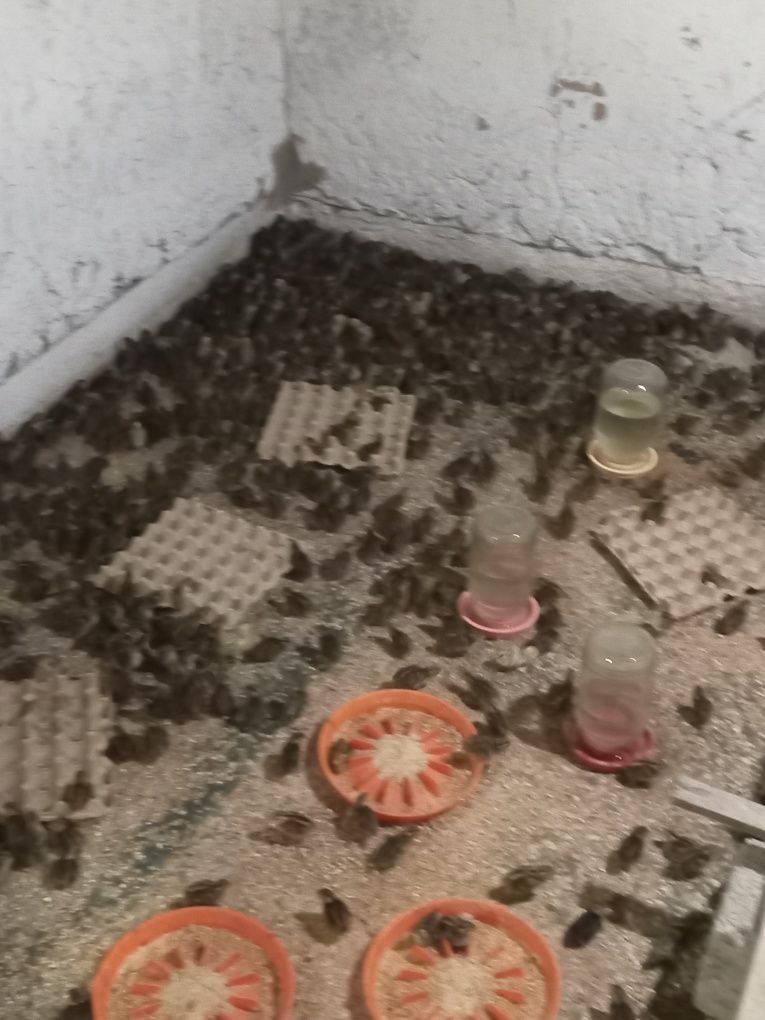 Begona juja 1 boshlab tuxumga kirgunicha tayyorlab beriladi