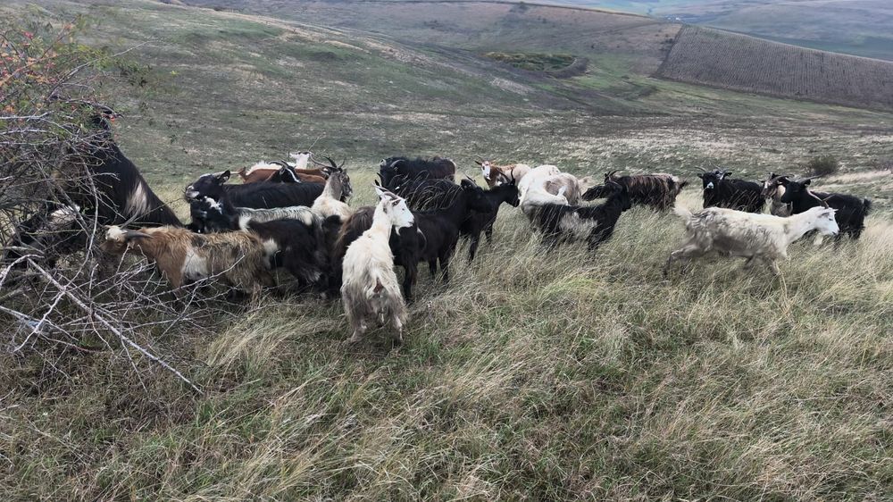 Capre,tienere si iede